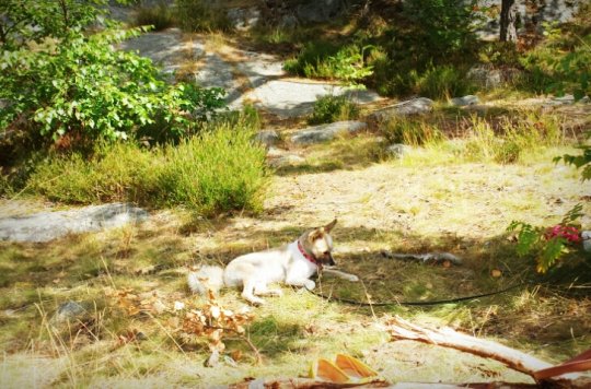 Hunden Alvin vilar i Solsidan, Saltsjöbaden
