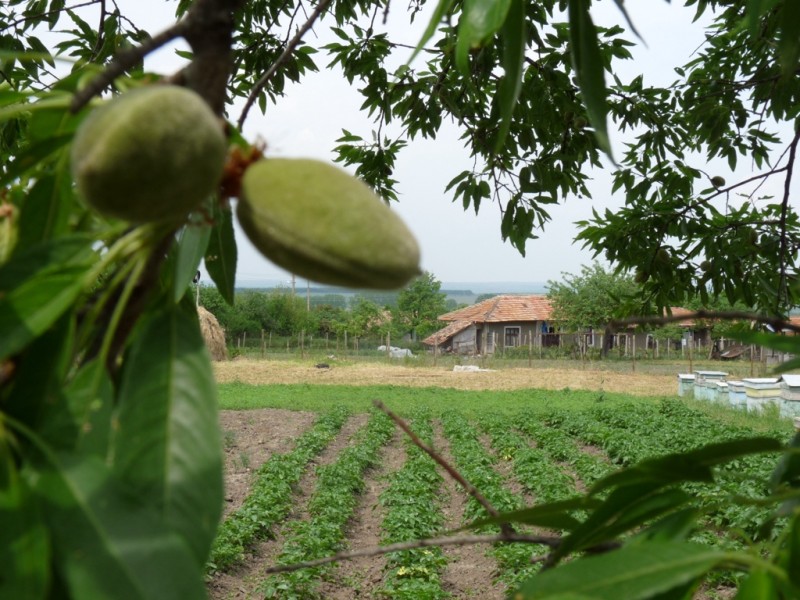 almond-